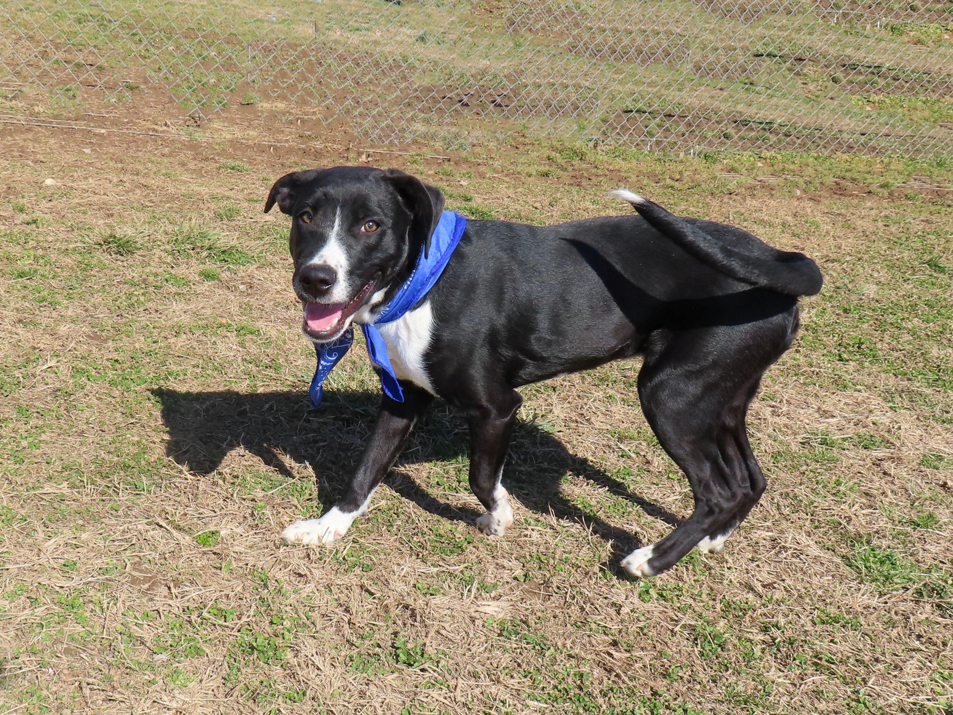 Enlarge Arnie  26C-4, an adopted mixed breed in Rogers, AR image 5/5