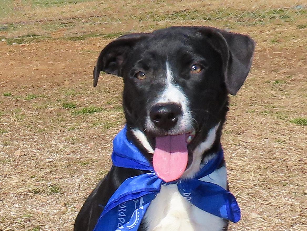 Enlarge Arnie  26C-4, an adopted mixed breed in Rogers, AR image 1/5