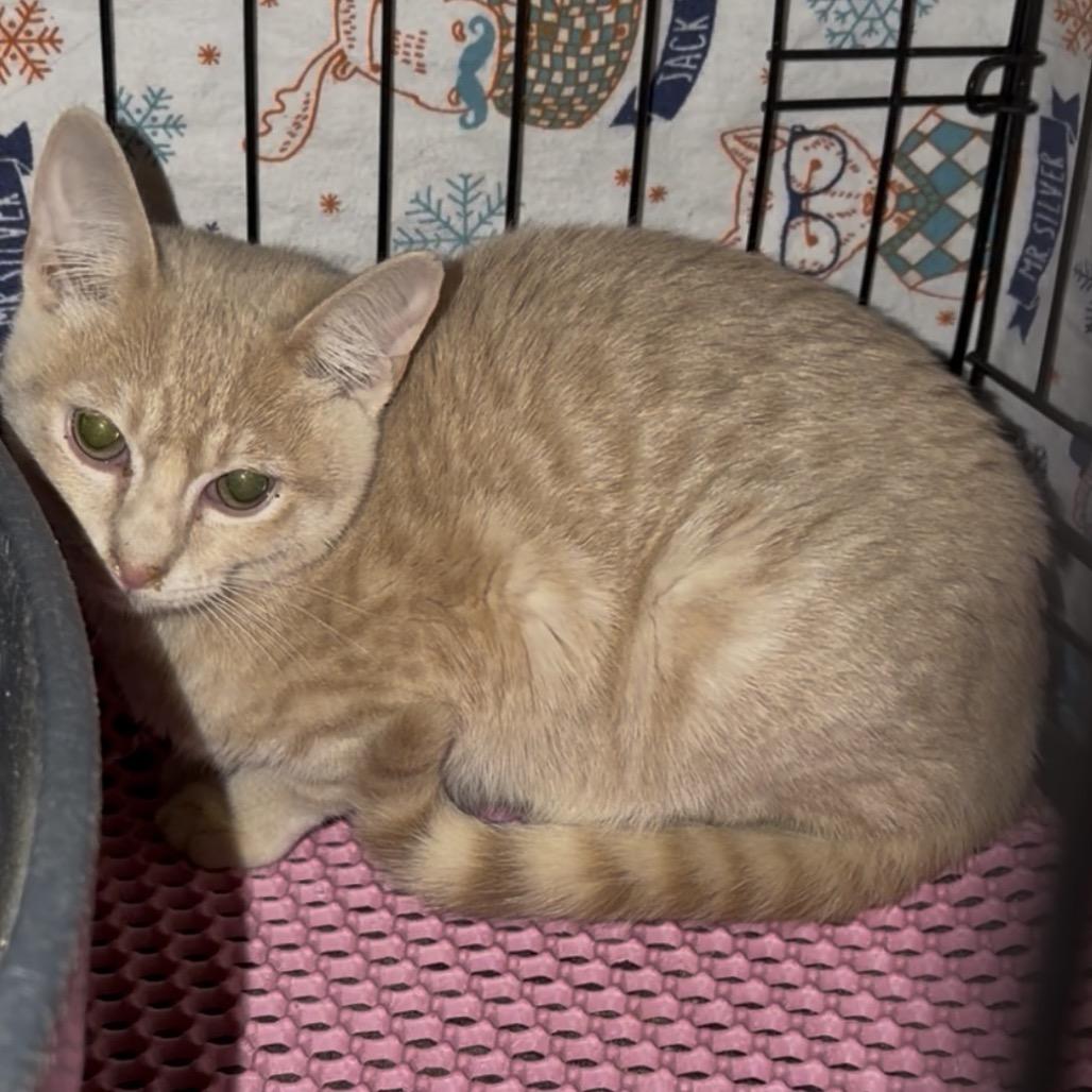 Enlarge Jacob, a Adoptable Domestic Short Hair in Simi Valley, CA image 1/1