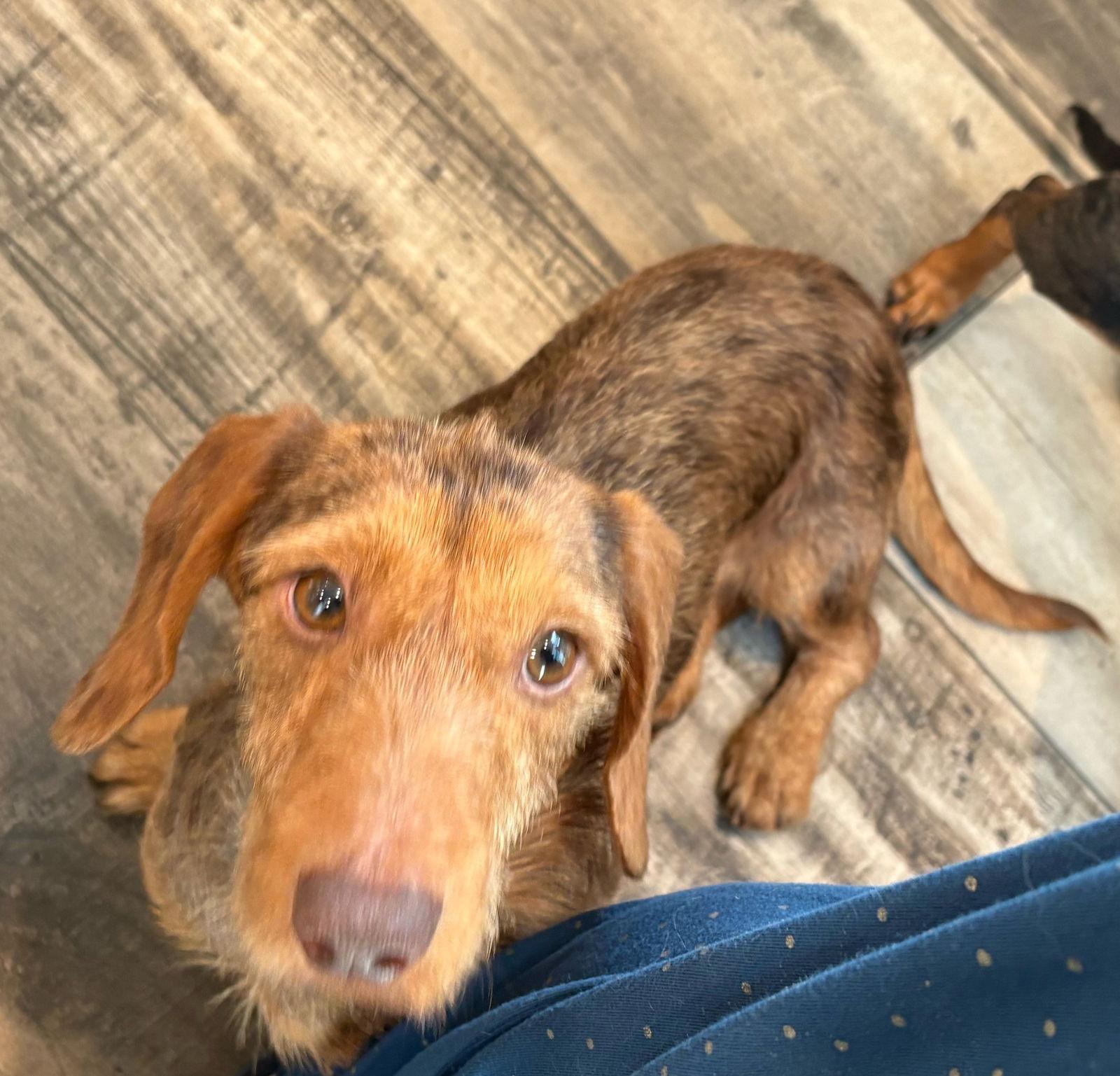Matt, Adoptable, Young Male Dachshund.