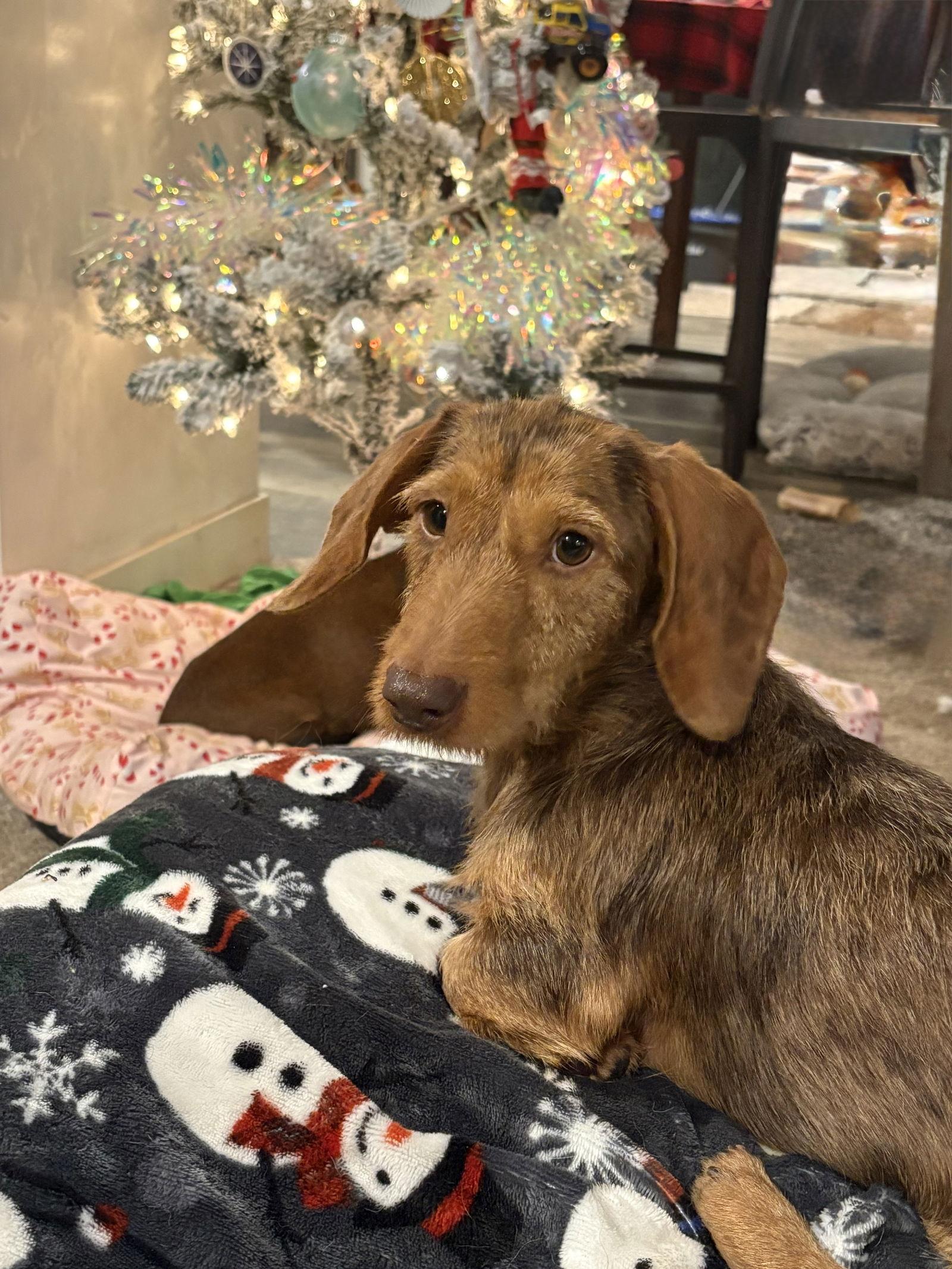Matt, a Adoptable Dachshund in Mount Pleasant, SC image 2/2
