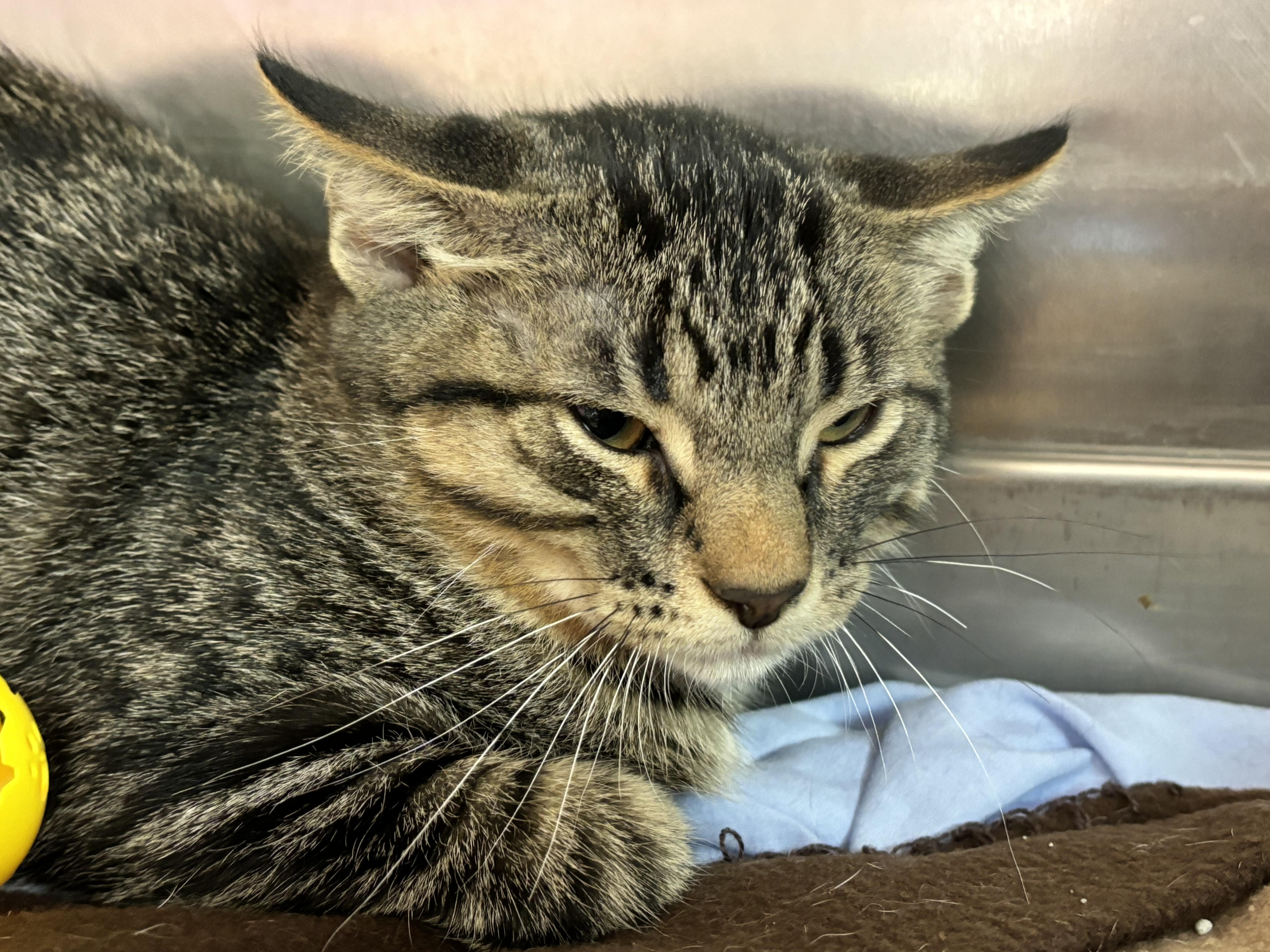 Enlarge Bucky, a Adoptable Domestic Short Hair in Rock Falls, IL image 1/2