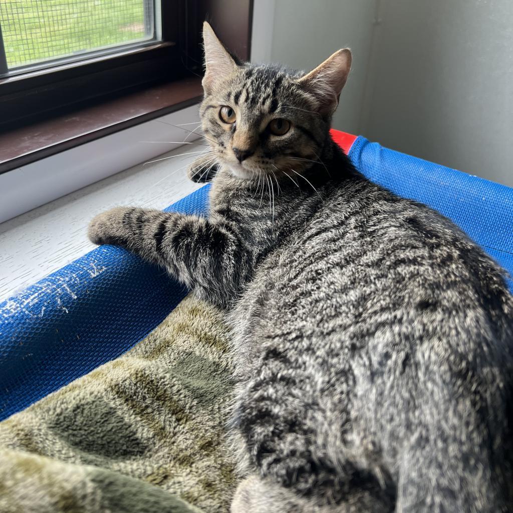 Enlarge Bucky, a Adoptable Domestic Short Hair in Rock Falls, IL image 2/2