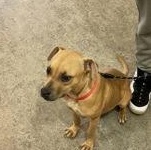 Enlarge Zuma 59899393, a ADOPTABLE Mixed Breed in Harvey , LA image 1/1