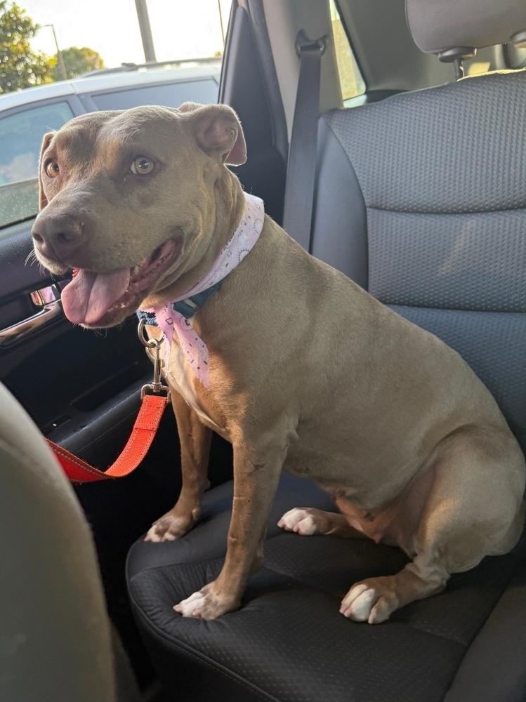 Enlarge Brooklyn, a Adoptable mixed breed in La Grande, OR image 1/6