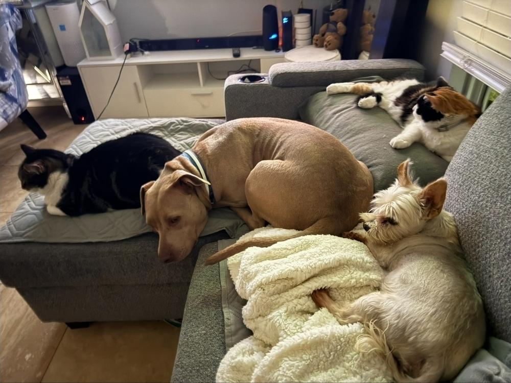 Enlarge Brooklyn, a Adoptable mixed breed in La Grande, OR image 2/6
