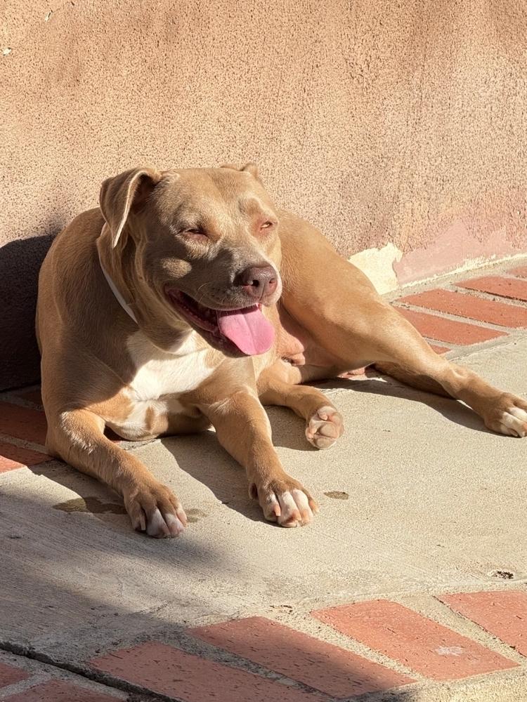 Enlarge Brooklyn, a Adoptable mixed breed in La Grande, OR image 4/6