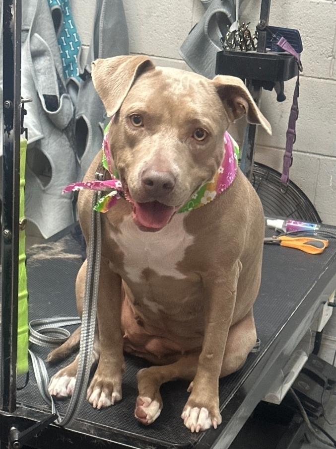 Enlarge Brooklyn, a Adoptable mixed breed in La Grande, OR image 5/6