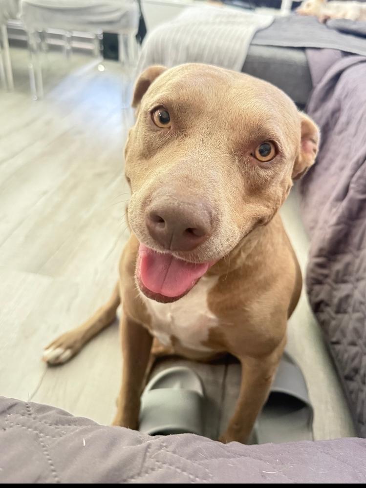 Enlarge Brooklyn, a Adoptable mixed breed in La Grande, OR image 6/6
