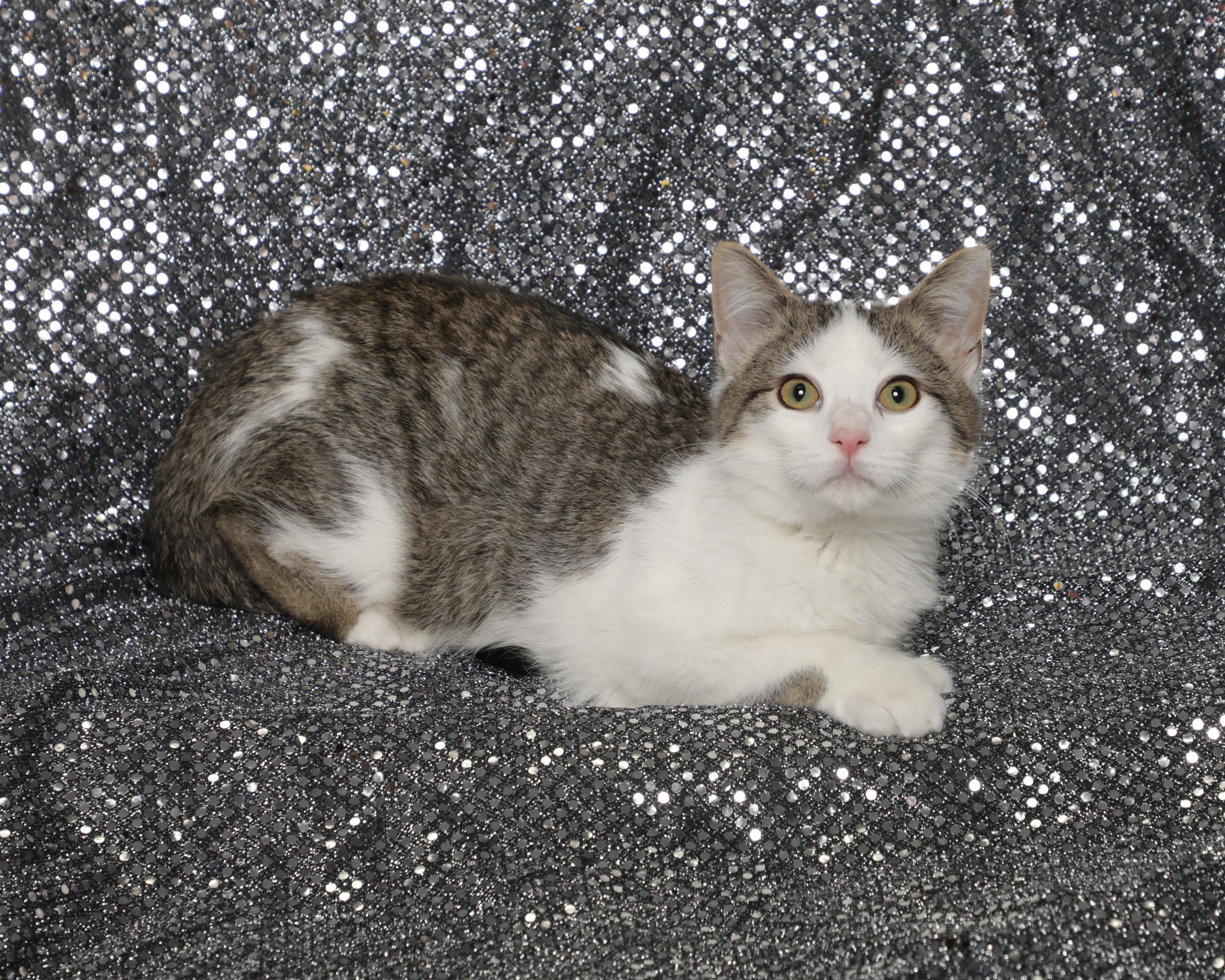 Tonic, ADOPTABLE, Kitten Male Domestic Short Hair.