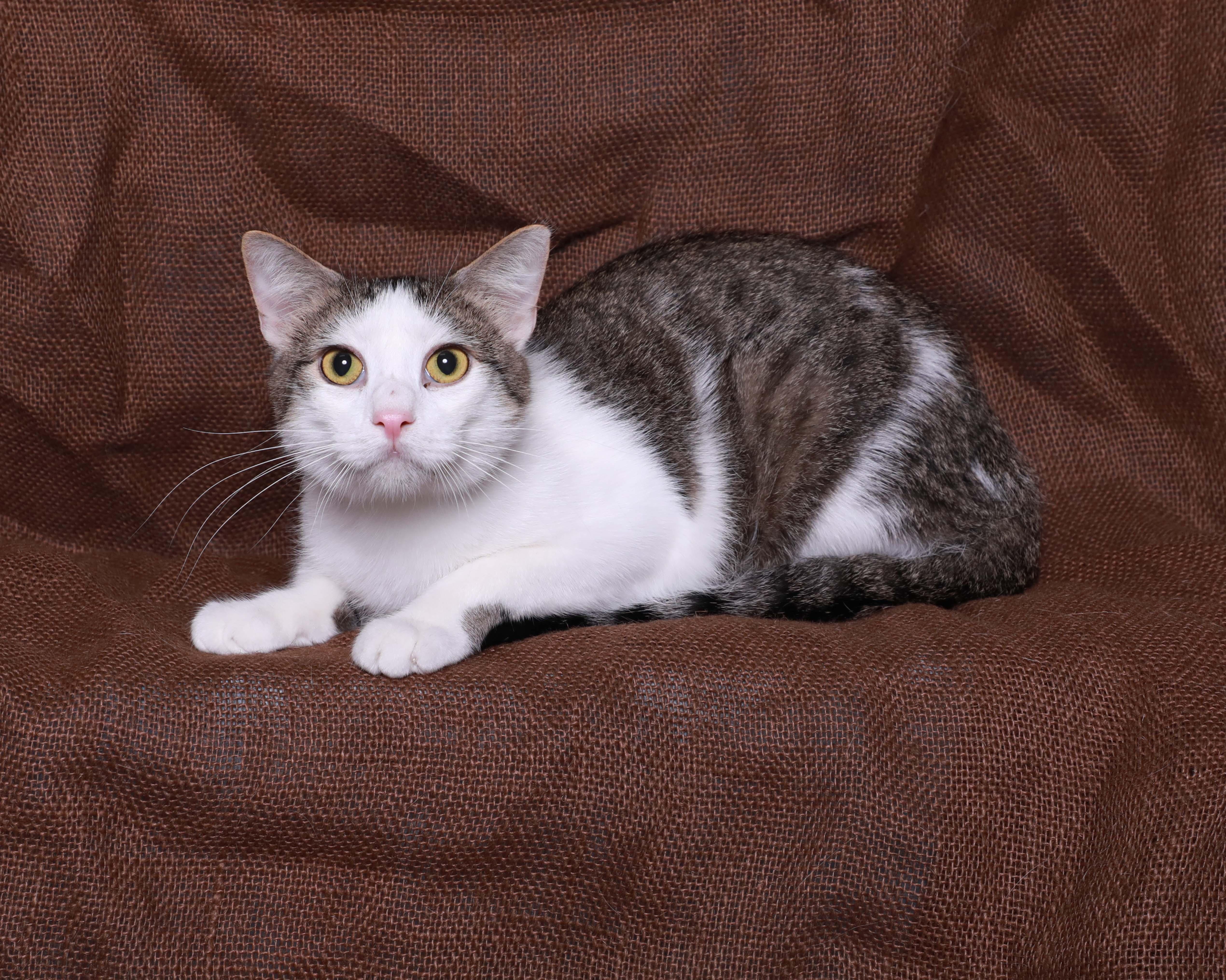 Tonic, Adoptable, Kitten Male Domestic Short Hair.