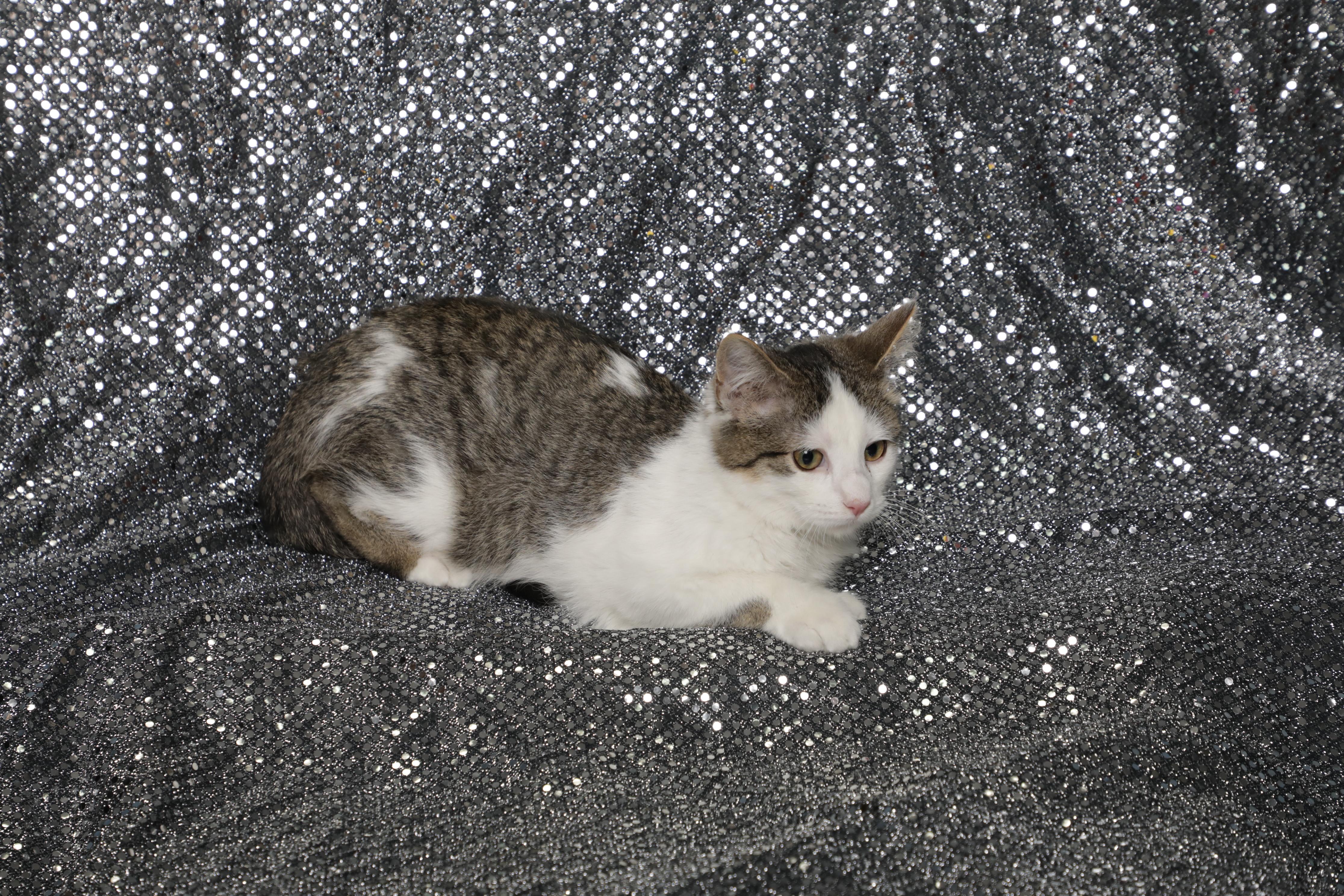 Enlarge Tonic, a ADOPTABLE Domestic Short Hair in Rock Falls, IL image 2/2