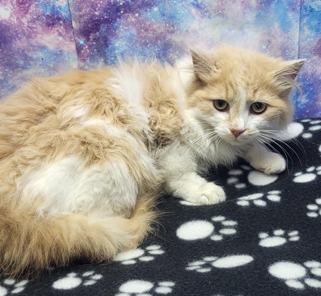 Lion Heart, Adoptable, Kitten Male Domestic Long Hair.