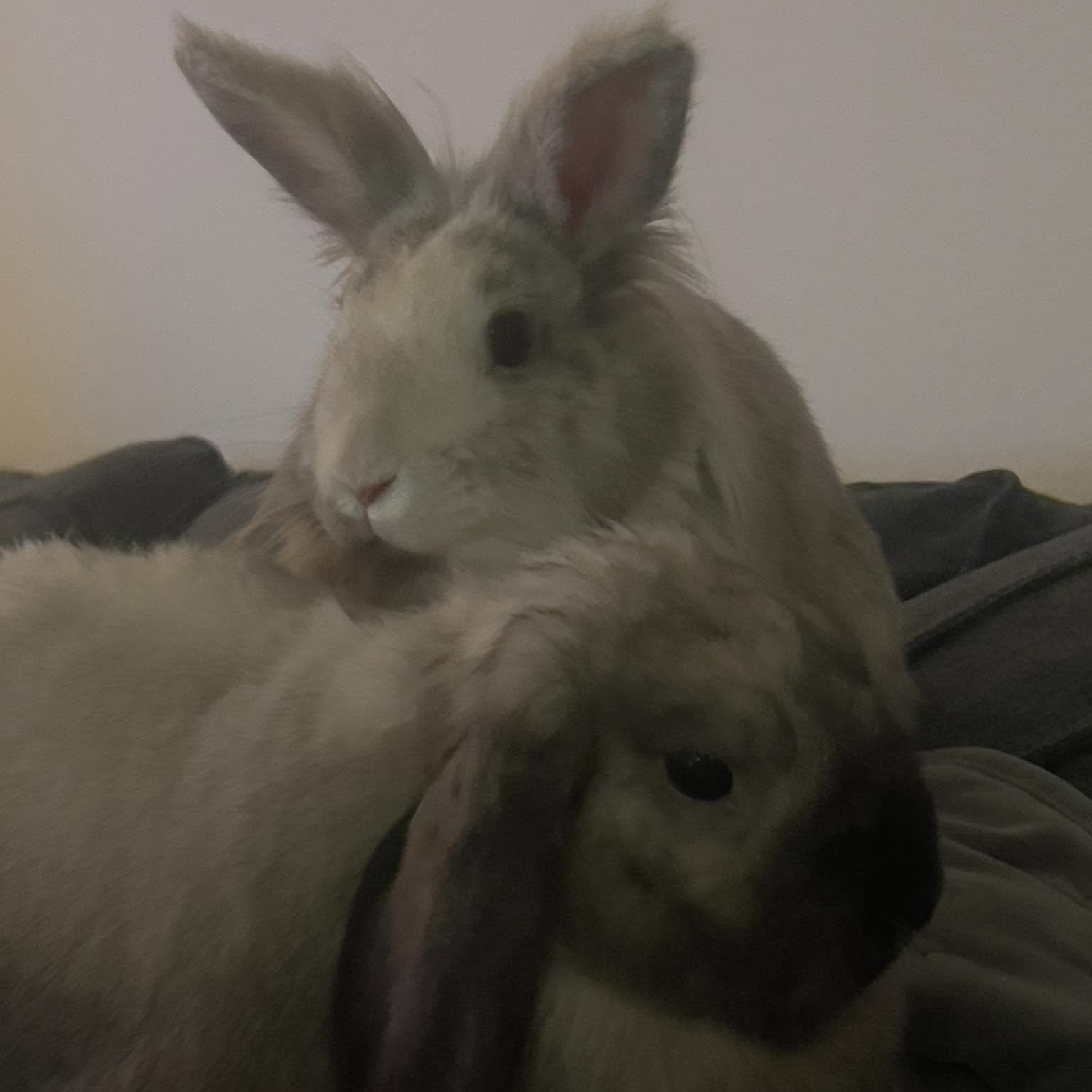 Enlarge Meep (M) & Veet (F) - Bonded Pair, a Adoptable mixed breed in CHARLOTTE, NC image 2/6