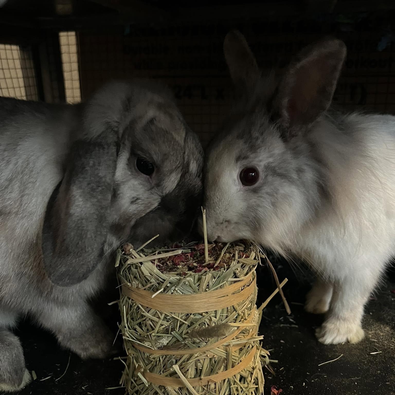 Enlarge Meep (M) & Veet (F) - Bonded Pair, a Adoptable mixed breed in CHARLOTTE, NC image 4/6