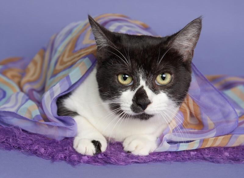 Lily Langtry — thumbnail 2