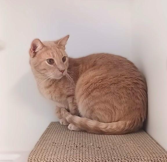 Dash, Adoptable, Adult Male Domestic Short Hair.