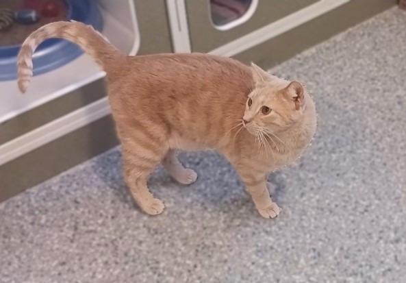 Enlarge Dash, a Adoptable mixed breed in Prairie du Chien, WI image 2/3