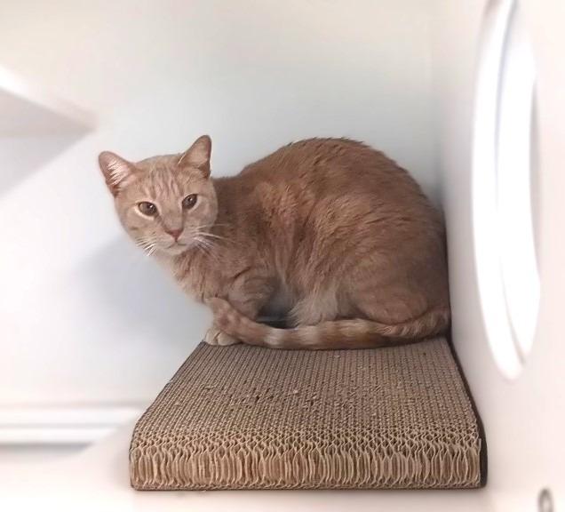 Enlarge Dash, a Adoptable mixed breed in Prairie du Chien, WI image 3/3