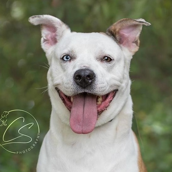 Luna Girl (contact Rachel), Adoptable, Adult Female Cattle Dog & Siberian Husky.