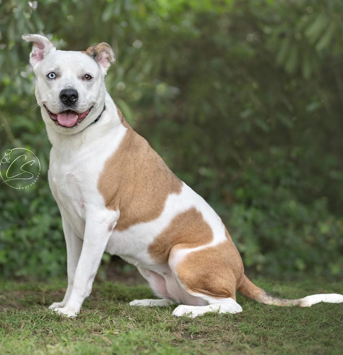 Enlarge Luna Girl (contact Rachel), a Adoptable mixed breed in Sherman Oaks, CA image 2/3