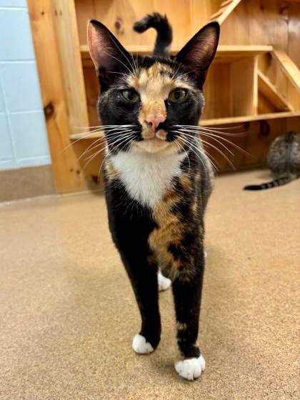 Celeste, Adoptable, Young Female Domestic Short Hair & Domestic Short Hair.