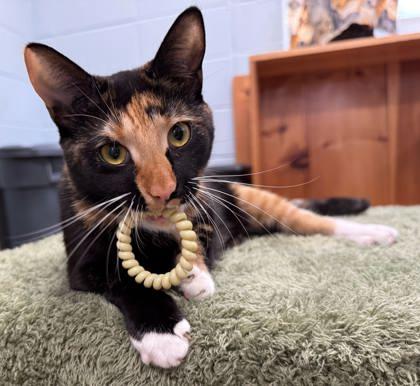 Celeste, a Adoptable mixed breed in Cumming, GA image 2/3