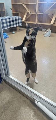 Celeste, a Adoptable mixed breed in Cumming, GA image 3/3