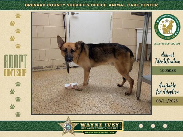 Arthur, Adoptable, Adult Male German Shepherd Dog.
