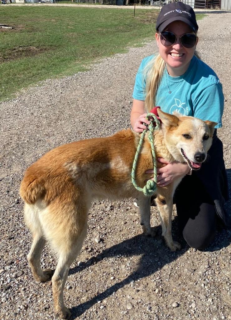 Bob, Adoptable, Senior Male Australian Cattle Dog / Blue Heeler.