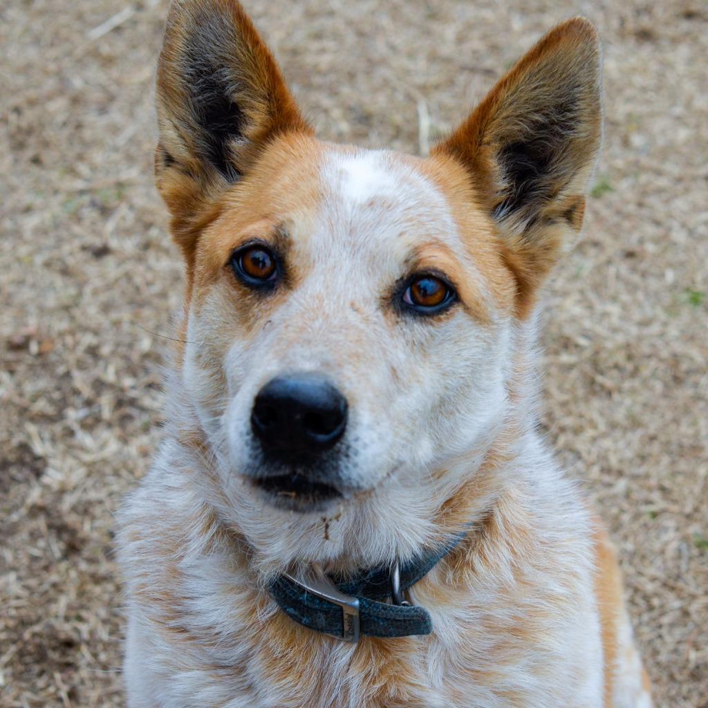 Enlarge Bob, a Adoptable Australian Cattle Dog / Blue Heeler in Quinlan, TX image 2/4