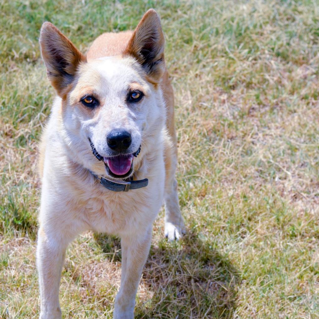 Enlarge Bob, a Adoptable Australian Cattle Dog / Blue Heeler in Quinlan, TX image 3/4