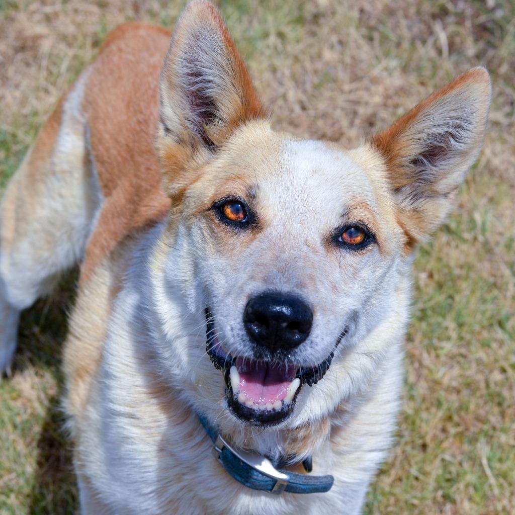 Enlarge Bob, a Adoptable Australian Cattle Dog / Blue Heeler in Quinlan, TX image 4/4