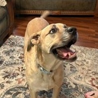 Enlarge ZOE, a Adoptable mixed breed in Hermiston, OR image 2/6