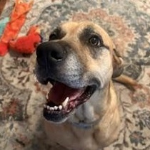 ZOE, Adoptable, Senior Female Black Mouth Cur.