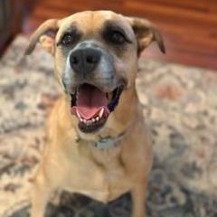 Enlarge ZOE, a Adoptable mixed breed in Hermiston, OR image 3/6