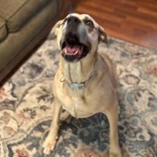Enlarge ZOE, a Adoptable mixed breed in Hermiston, OR image 5/6