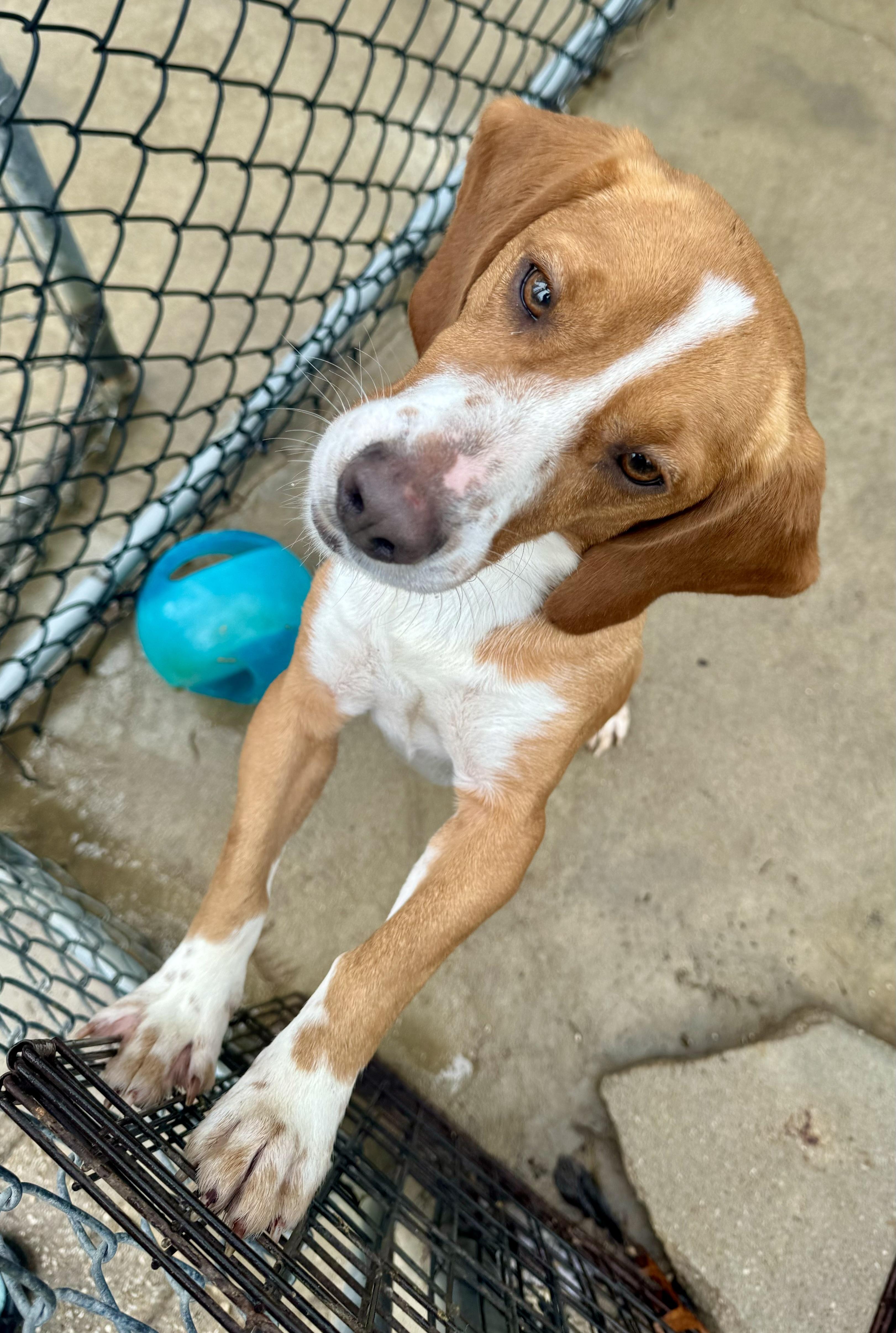 Clay, Adoptable, Young Male Beagle.