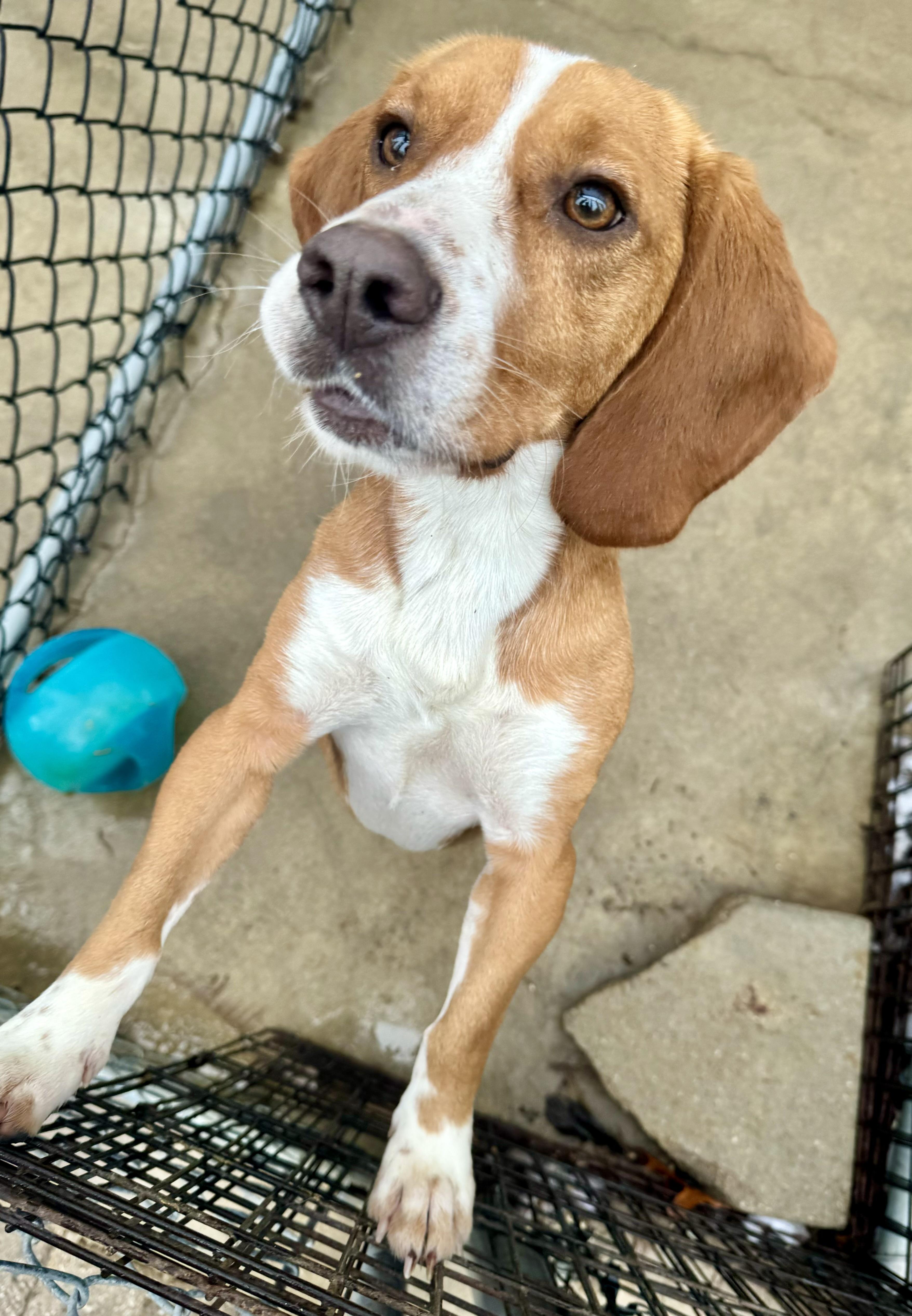 Clay, a Adoptable Beagle in Washington, MO image 2/3
