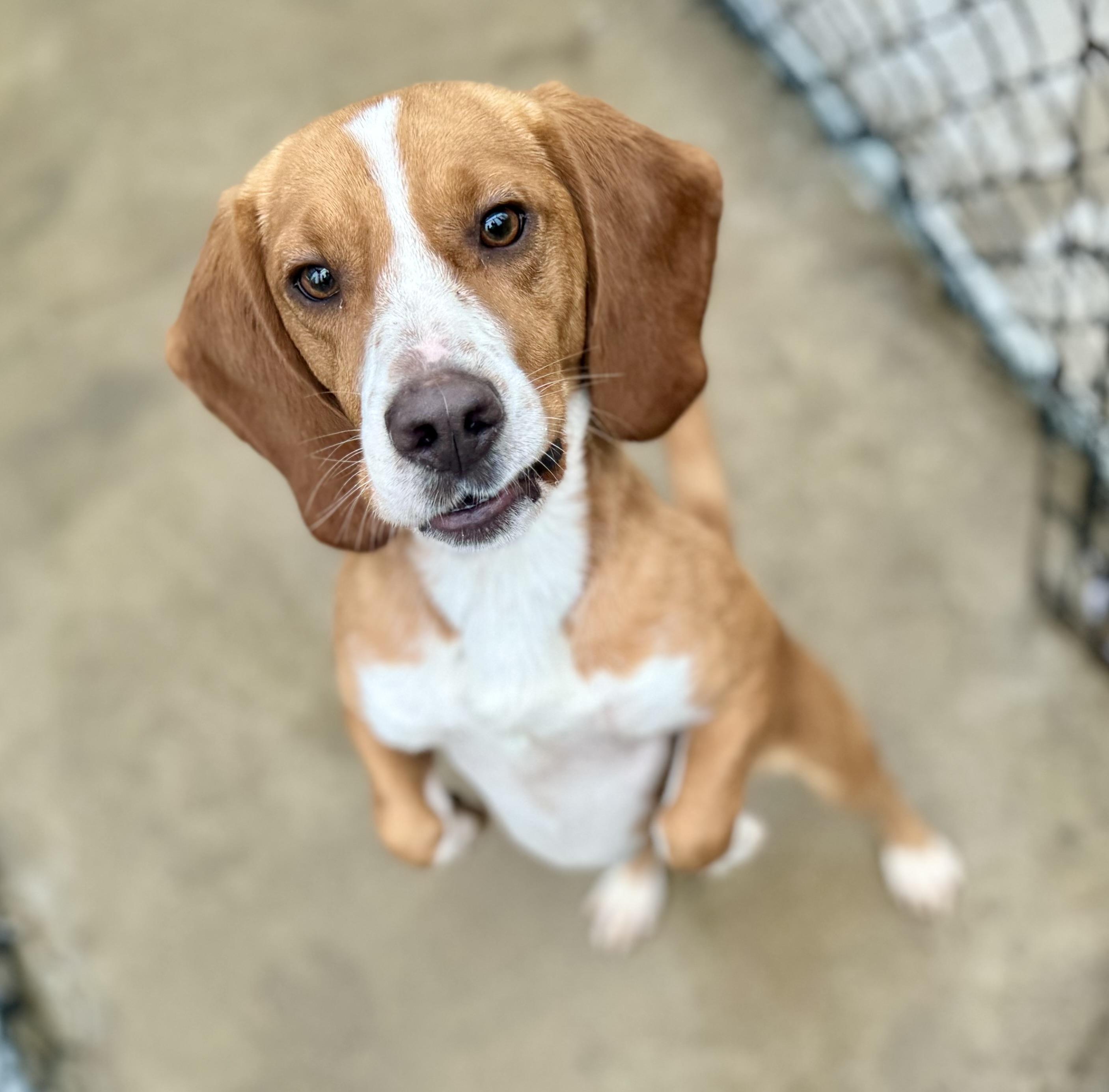 Clay, a Adoptable Beagle in Washington, MO image 3/3