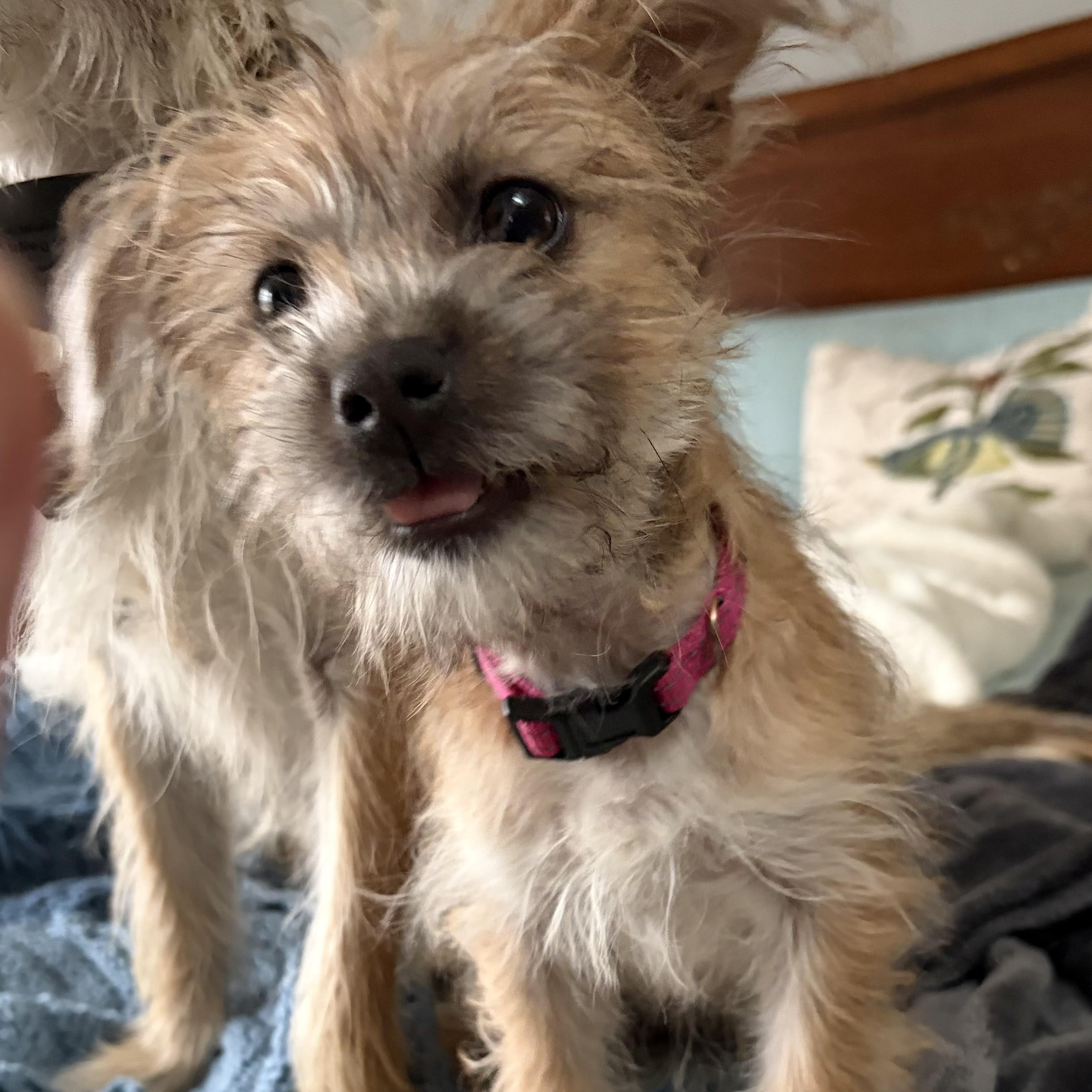 Enlarge Chibi, an adoptable mixed breed in Palatine, IL image 3/5