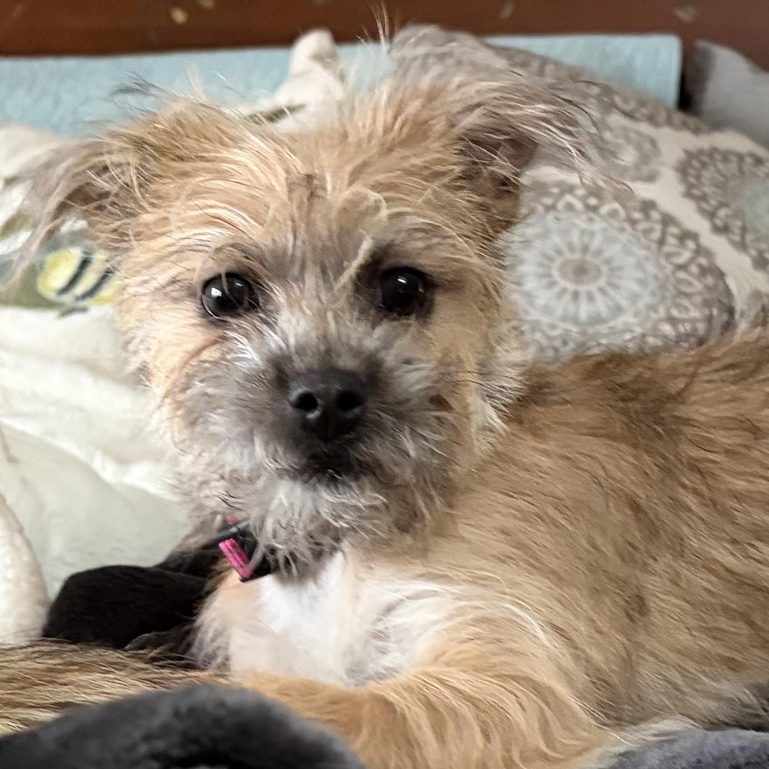 Chibi, adoptable, Puppy Female Terrier & Mixed Breed.