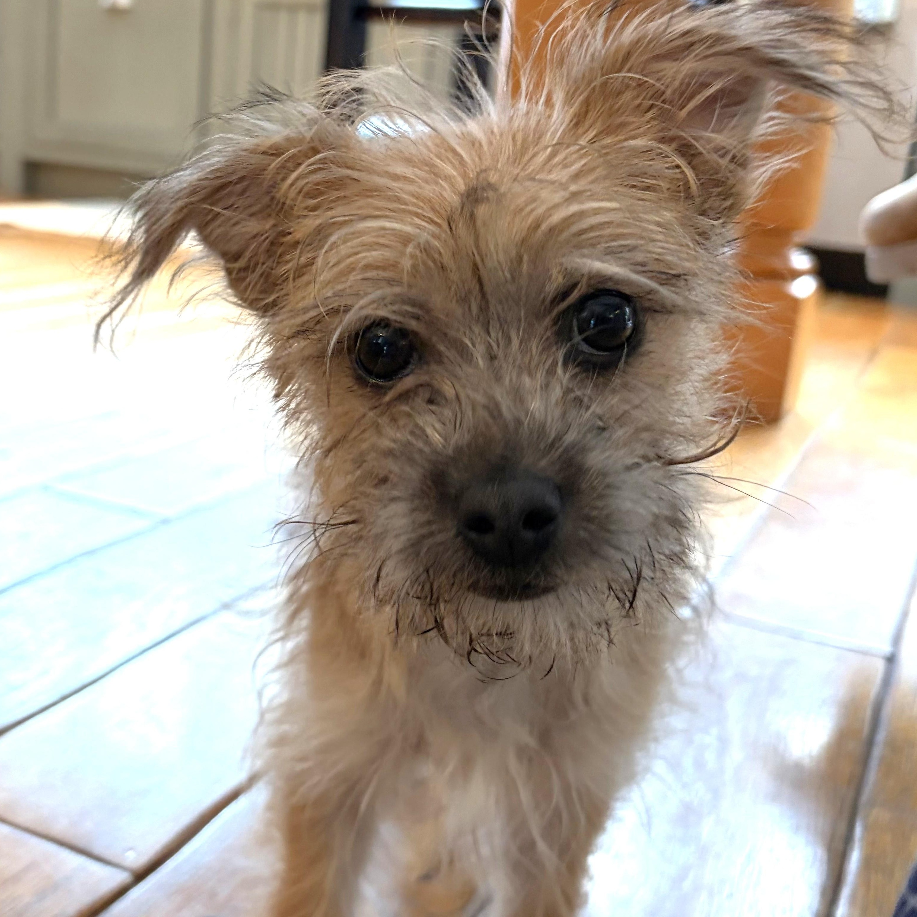 Enlarge Chibi, an adoptable mixed breed in Palatine, IL image 5/5