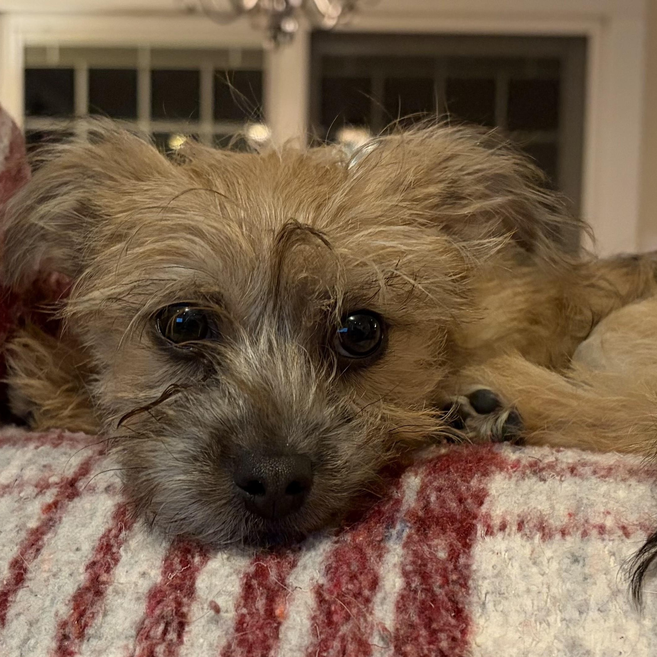 Enlarge Chibi, an adoptable mixed breed in Palatine, IL image 4/5