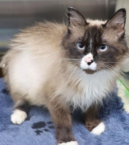 Nikki, Adopted, Adult Female Domestic Long Hair & Siamese.