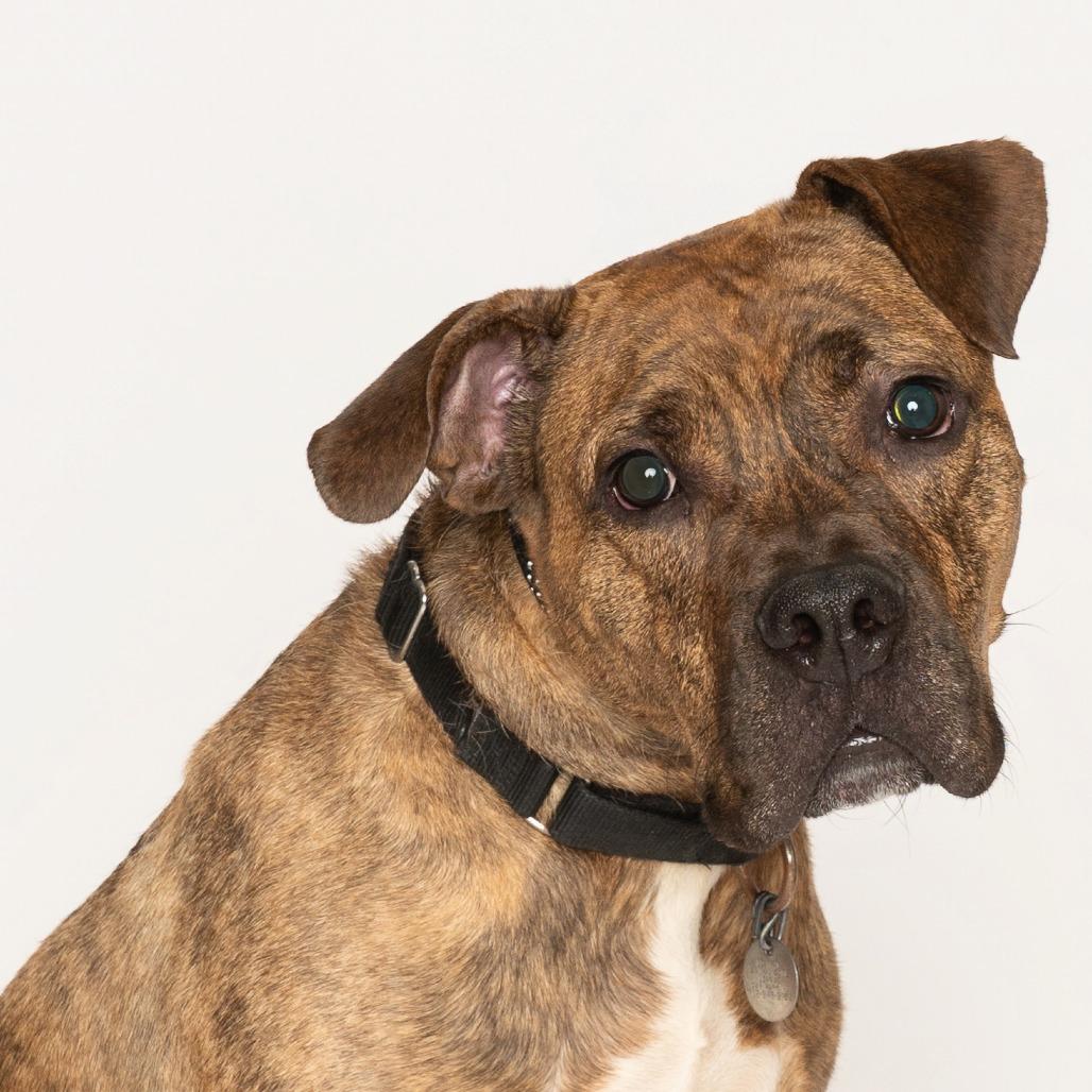 Jager, Adoptable, Adult Male Boxer & Mixed Breed.