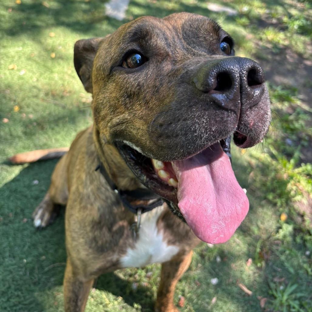 Jager, Adoptable, Adult Male Boxer.