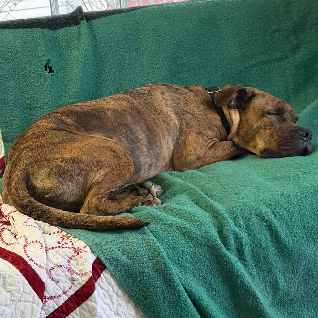 Enlarge Jager, a Adoptable mixed breed in Oak Park, IL image 2/6