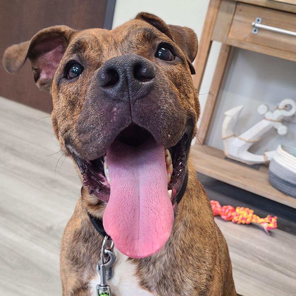 Enlarge Jager, a Adoptable mixed breed in Oak Park, IL image 2/6