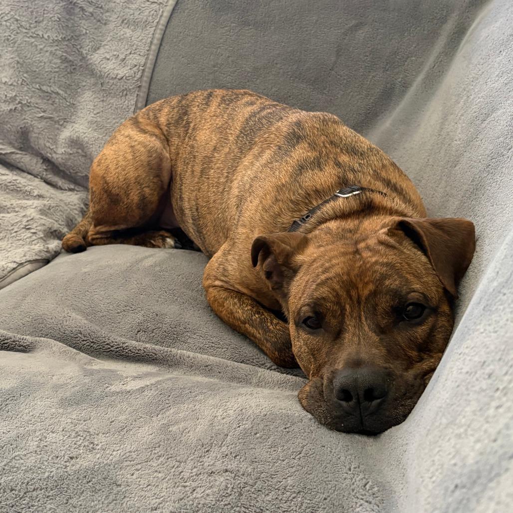 Jager, a Adoptable mixed breed in Oak Park, IL image 2/6